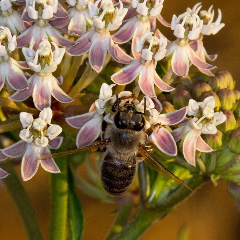 California Narrow Leaf Milkweed 6 California Narrow Leaf Milkweed - Image 6