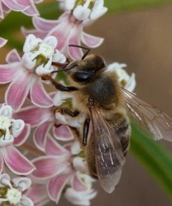 California Narrow Leaf Milkweed 10 California Narrow Leaf Milkweed -Outdoor Garden Care Shop asclepias fascicularis santa monica trails council 4 cropped