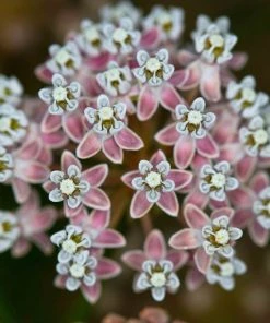 California Narrow Leaf Milkweed 9 California Narrow Leaf Milkweed -Outdoor Garden Care Shop asclepias fascicularis santa monica trails council 5 cropped