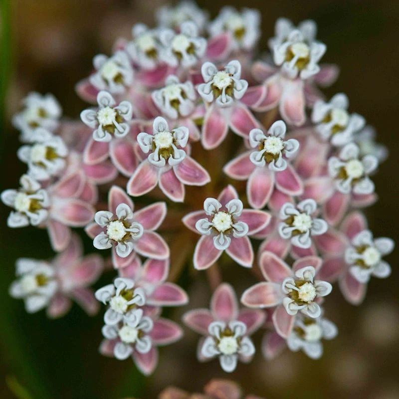 California Narrow Leaf Milkweed 3 California Narrow Leaf Milkweed - Image 3
