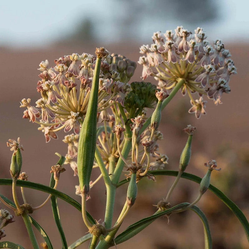 California Narrow Leaf Milkweed 7 California Narrow Leaf Milkweed - Image 7