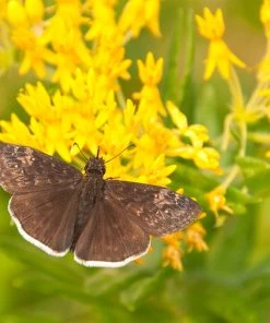 Hello Yellow Butterfly Weed -Outdoor Garden Care Shop asclepias hello yellow milkweed blooms