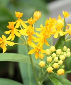 Hello Yellow Butterfly Weed