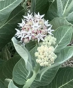 Butterfly & Bee Friendly Collection For The East & Midwest -Outdoor Garden Care Shop asclepias speciosa davis showy pink milkweed close up flower
