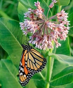 Common Milkweed -Outdoor Garden Care Shop asclepias syriaca 1