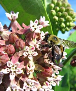 Common Milkweed -Outdoor Garden Care Shop asclepias syriaca 2
