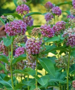 Common Milkweed -Outdoor Garden Care Shop asclepias syriaca 3