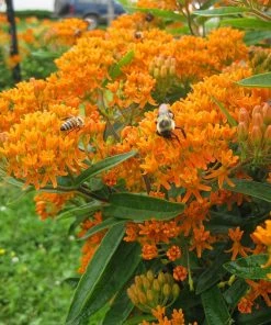 Butterfly Weed (Clay Form) -Outdoor Garden Care Shop asclepias tuberosa butterfly weed 2 1