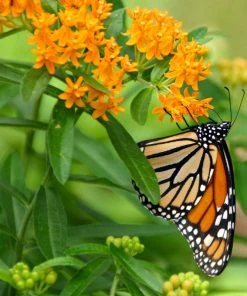 Butterfly Weed (Clay Form)