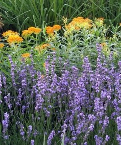 Sharon Roberts English Lavender -Outdoor Garden Care Shop asclepias western gold mix lavandula angust sharon roberts 1