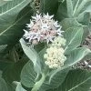 Davis Showy Milkweed