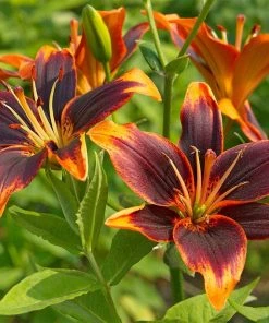 Evening Sunset Lily Bulb Collection