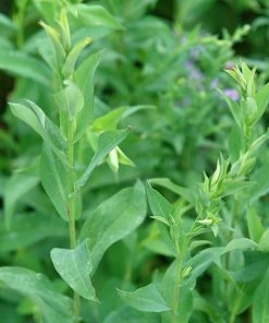 Bluebird Smooth Aster 7 Bluebird Smooth Aster -Outdoor Garden Care Shop ast laev bluebird foliage northcreek nurseries cropped