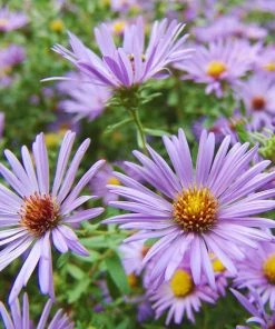Raydon's Favorite Aromatic Aster