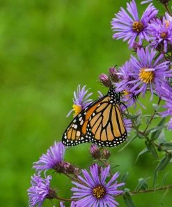 Superstar Aster Collection -Outdoor Garden Care Shop aster monarch butterfly cropped
