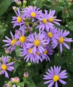 Raydon's Favorite Aromatic Aster -Outdoor Garden Care Shop aster oblongifolius raydons favorite