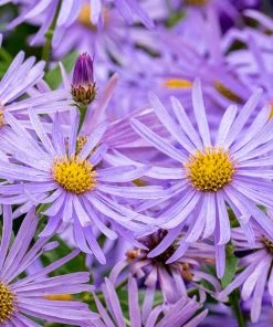 Monch Frikart's Aster -Outdoor Garden Care Shop aster x frikartii m nch flower close up