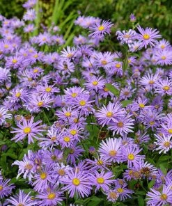 Monch Frikart's Aster -Outdoor Garden Care Shop aster x frikartii m nch flowers garden
