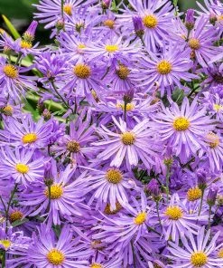 Monch Frikart's Aster