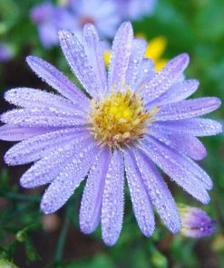 Bluebird Smooth Aster