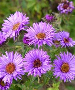 Summer Dreams Pre-Planned Garden 13 Summer Dreams Pre-Planned Garden -Outdoor Garden Care Shop aster purple dome close up cropped 1