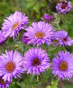 Butterfly & Bee Friendly Collection For The East & Midwest -Outdoor Garden Care Shop aster purple dome close up cropped 2