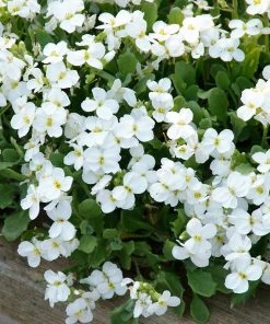 Axcent™ White Aubrieta -Outdoor Garden Care Shop aubrieta axcent white 3