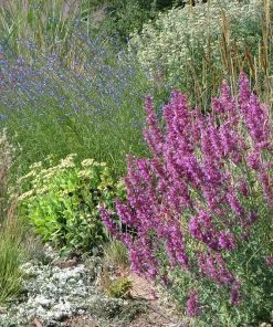 Ava Agastache -Outdoor Garden Care Shop ava agastache 1