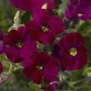 Axcent™ Burgundy Aubrieta