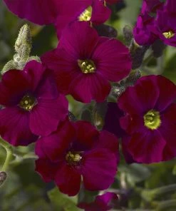 Axcent™ Burgundy Aubrieta