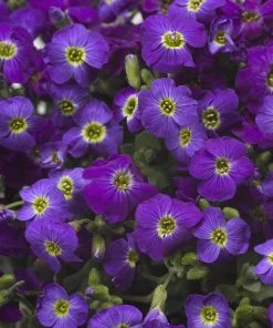 Axcent™ Deep Purple Aubrieta