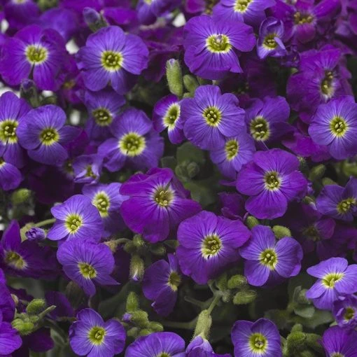 Axcent™ Deep Purple Aubrieta -Outdoor Garden Care Shop axcent deep purple rock cress 1
