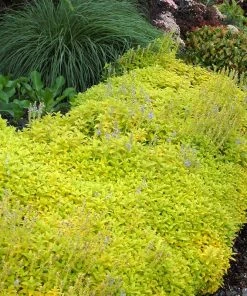 Aztec Gold Veronica -Outdoor Garden Care Shop aztec gold veronica 3