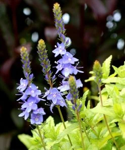 Aztec Gold Veronica -Outdoor Garden Care Shop aztec gold veronica 4