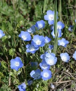 Alternative Lawn Wildflower Seed Mix -Outdoor Garden Care Shop baby blue eyes 1