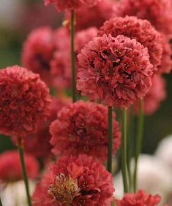 Ballerina Red Armeria