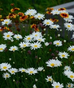 Becky Shasta Daisy