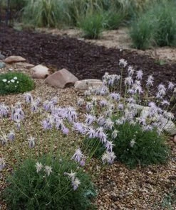 Bellina Pink Cornflower