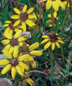 Mora County Chocolate Flower Mix (Berlandiera) -Outdoor Garden Care Shop berlandiera chocolate flower 25391 2