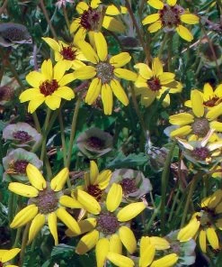 Mora County Chocolate Flower Mix (Berlandiera) -Outdoor Garden Care Shop berlandiera chocolate flower 25391 1