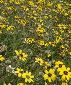 Mora County Chocolate Flower Mix (Berlandiera) -Outdoor Garden Care Shop berlandiera lyrata david.winger cropped 2