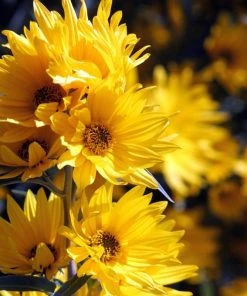 Santa Fe Maximilian's Sunflower (Helianthus)