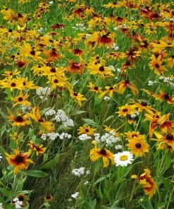Dry Area Wildflower Seed Mix -Outdoor Garden Care Shop black eyed susan gloriosa daisy yarrow