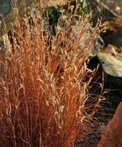 Summer Showstopper Pre-Planned Garden -Outdoor Garden Care Shop blaze