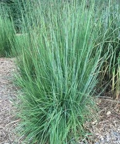 Blaze Little Bluestem Grass -Outdoor Garden Care Shop blaze little bluestem credit hoffmannursery