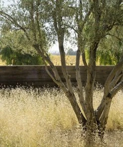 Blonde Ambition Blue Grama Grass -Outdoor Garden Care Shop blonde ambition grass mann zinfandel 7450a