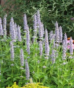 Summer Dreams Pre-Planned Garden 21 Summer Dreams Pre-Planned Garden -Outdoor Garden Care Shop blue fortune agastache