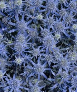 Blue Glitter Sea Holly (Eryngium) -Outdoor Garden Care Shop blue glitter sea holly 2
