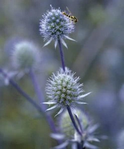 Blue Glitter Sea Holly (Eryngium) -Outdoor Garden Care Shop blue glitter sea holly