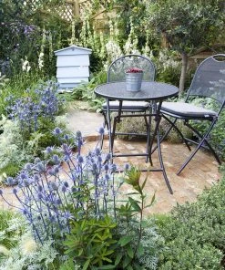 Blue Glitter Sea Holly (Eryngium) -Outdoor Garden Care Shop blue glitter sea holly 3